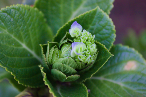 botao de hortensia com pequenas flores azuis nascendo