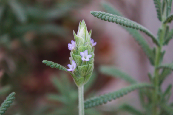 pequeno botão da flor de lavanda